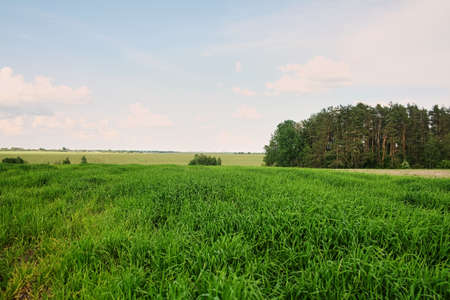 Panorama of green field and blue sky, grass in spring background, agricultural cereal crop