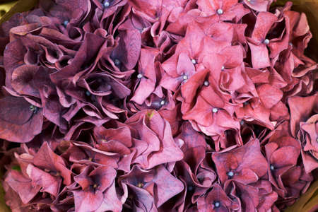 Purple hydrangea solid background natural flowers,の写真素材