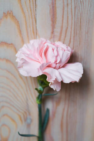 Tender still life with a pink carnation for mothers day or wedding in vintage styleの写真素材