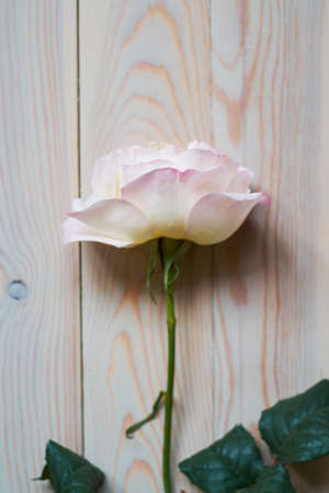 Tender still life with a pink Rose for mothers day or wedding in vintage styleの写真素材
