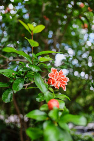 pink small flower and green background.Colorful pink blossom , macro and close up at some pieces.Beautiful Small Pink Flowers on the Blurred Green Backgroundの写真素材