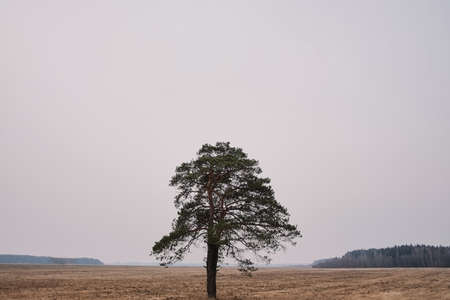 Lonely tree in the middle of a field on a cloudy autumn day