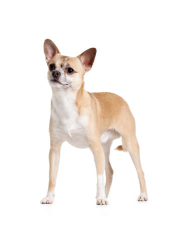 Standing on four paws pale yellow chihuahua dog, isolated on whiteの写真素材