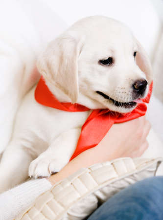 Puppy of Labrador with red ribbon on the neck on the hands of womanの写真素材