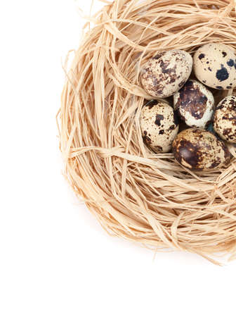 Nest with tiny quail eggs, isolated on whiteの写真素材