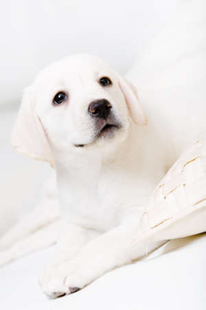 Close up of Labrador puppy lying on the white leather sofaの写真素材