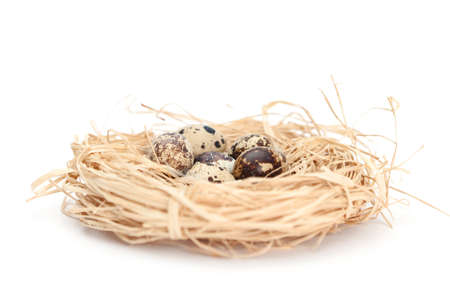 Nest with quail eggs, isolated on whiteの写真素材