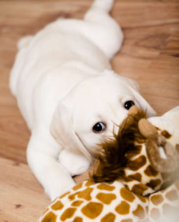 Close up of Labrador puppy playing with giraffe toy on the wood floorの写真素材