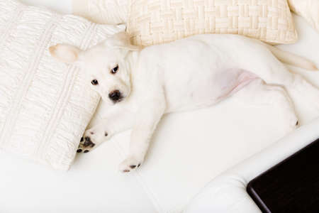 Top view of white Labrador puppy lying on the side on the white leather sofa