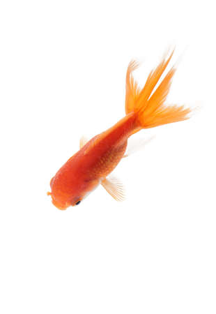 Close up of yellow fish swimming in fishbowl, isolated on white. Concept of wild nature and environmentの写真素材