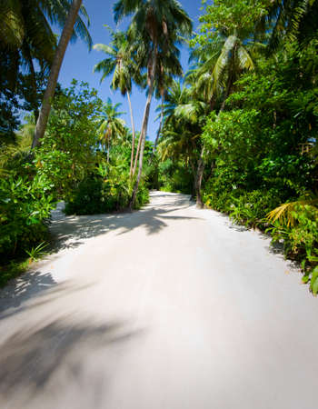 Palm trees at tropical beach in the Maldivesの写真素材
