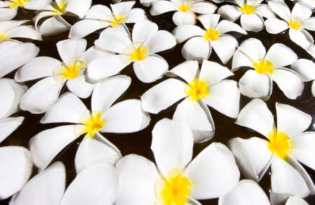 White plumeria - decoration of the Maldives, Kuramathi islandの写真素材