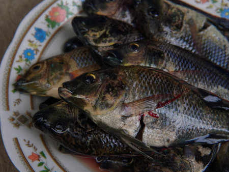some raw tilapia fish on a plate. Fresh fish on a plateの写真素材