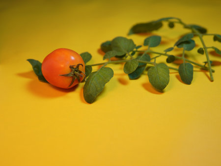 Cherry tomatoes on a branch with leaves on a yellow background. a tomato on a yellow backgroundの写真素材