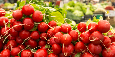 Fresh radishesの写真素材
