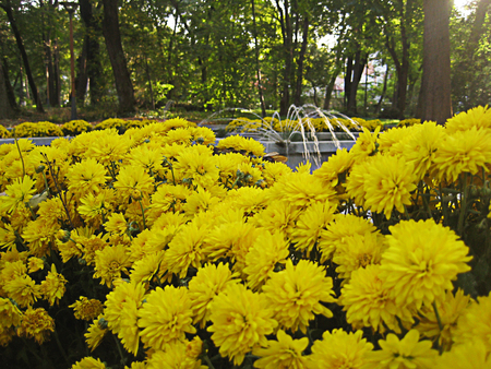 Yellow flowers in parkの写真素材