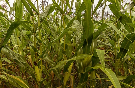 In the corn fieldの写真素材