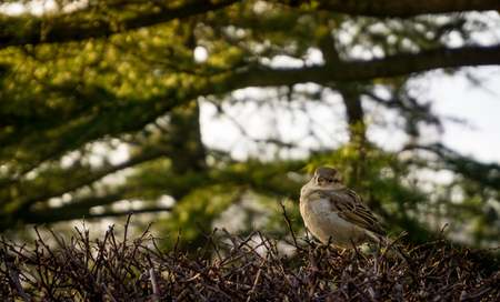 Sparrow in the shrubberyの写真素材