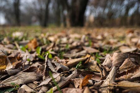 Fallen leaves on the fieldの写真素材