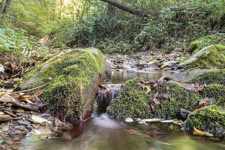 Moss on rocks by little stream in forestの写真素材