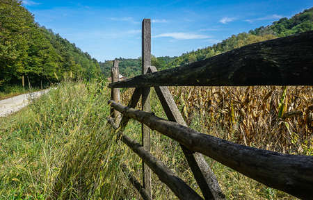Old wooden fence between road and corn fieldの写真素材