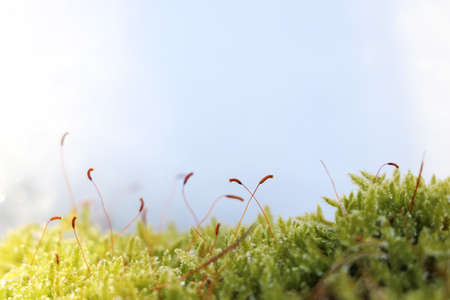 close-up of moss in snowの写真素材