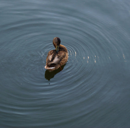 a beautiful duck swims in a clean river and scratches its feathersの写真素材