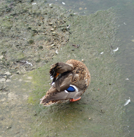 duck on the pier near the river cleans feathersの写真素材