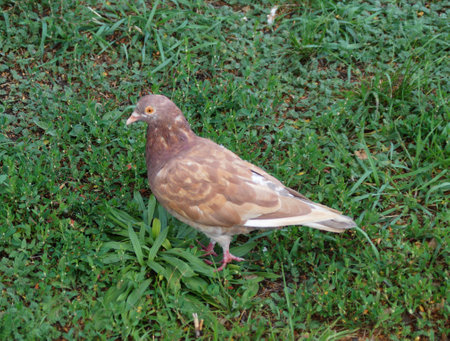 brown, slightly reddish pigeon stands on the grassの写真素材