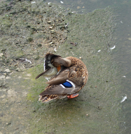 duck on the pier near the river cleans feathersの写真素材