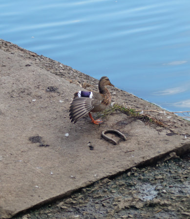 the duck stands on the pier next to the river and spread its wing. Looks into the distanceの写真素材