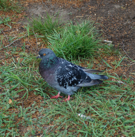 a gray dove is walking on the grass. side viewの写真素材