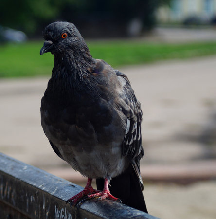 a rock dove sits on an iron partitionの写真素材