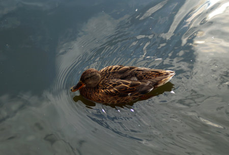 beautiful duck swims in a clear riverの写真素材