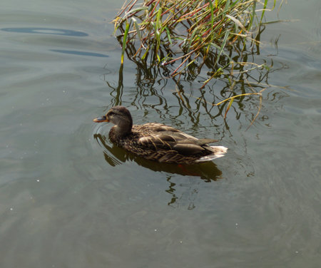beautiful duck swims in a clear riverの写真素材