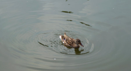 beautiful duck swims in a clear riverの写真素材