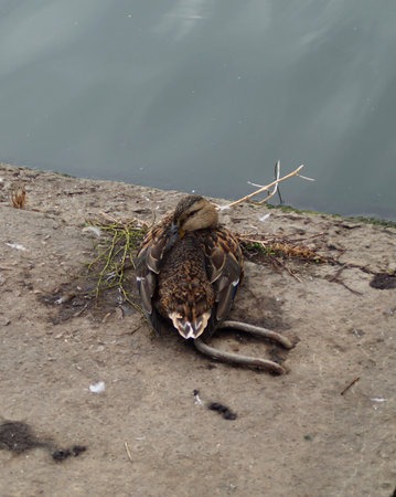 a beautiful duck lies on a pier near the river and cleans its feathersの写真素材