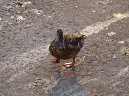 beautiful duck stands on the pierの写真素材