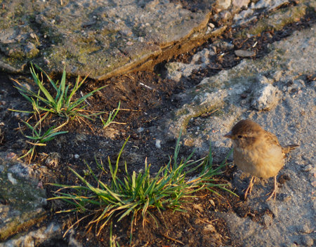 little sparrow in the city looks thoughtfully to the sideの写真素材