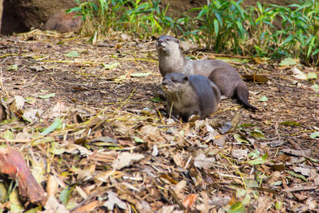 couple of otter out for a walk in the evening. They find peace to show their love for each other.の写真素材