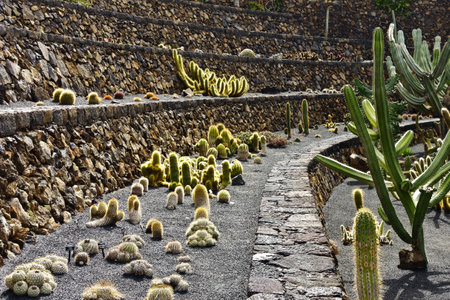 Guatiza, Lanzarote, Canary Islands, Spain - 30th March 2023: many big cacti in the famous cactus garden designed by Cesar Manrique in 1991.のeditorial素材