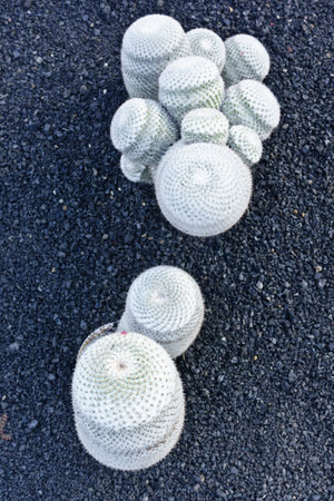 Guatiza, Lanzarote, Canary Islands, Spain - 20th March 2023: cactuses or cacti in white on black...