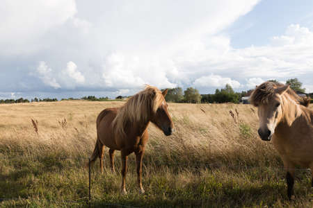 Two horses in the pasture in the evening lightの写真素材