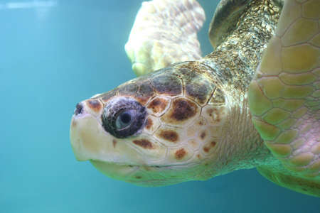 Head of a turtle underwaterの写真素材