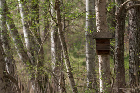 Bird house on Birchの写真素材