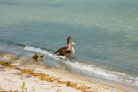 GÃ¤nsefamilie am Ufer der MÃ¼rritzの写真素材