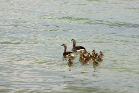 GÃ¤nsefamilie am Ufer der MÃ¼rritzの写真素材