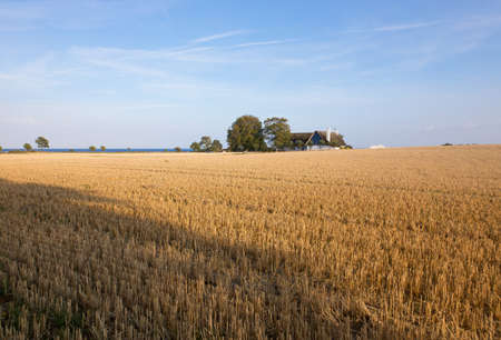 Stubble field with house at the Baltic coastの写真素材