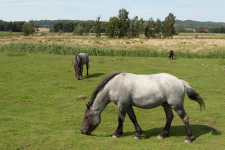 Three horses on a pasture near Zickerの写真素材