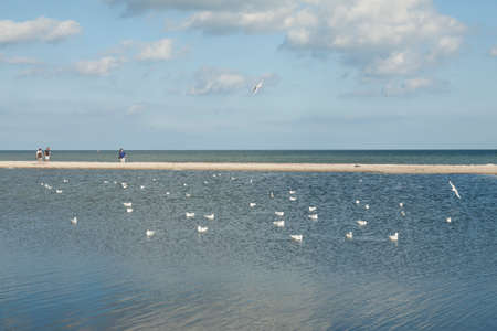 Gulls on the water and people on the sandbarの写真素材